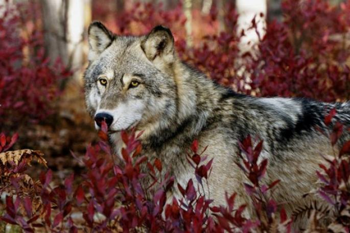 Хищник в квартире: как это жить с енотом, львом или волком Можно ли содержать волка в домашних условиях