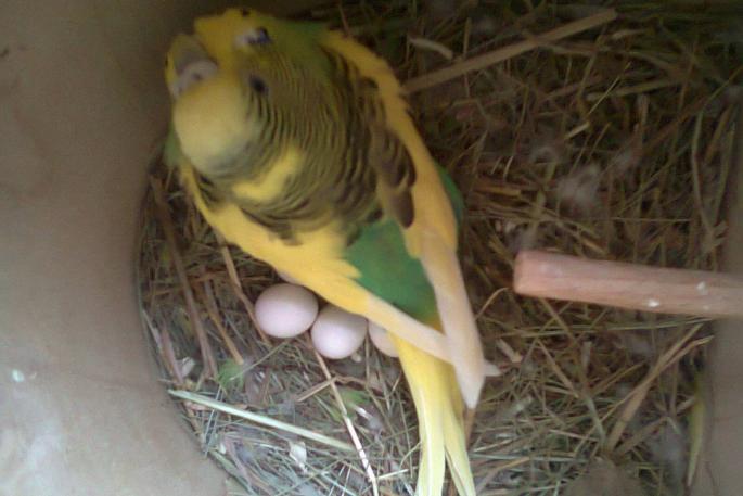Разведение волнистых попугаев дома для начинающих: советы опытных орнитологов