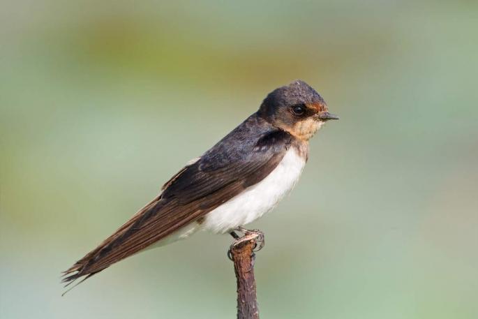 Среда обитания и образ жизни ласточек Ласточка птица описание для детей 6
