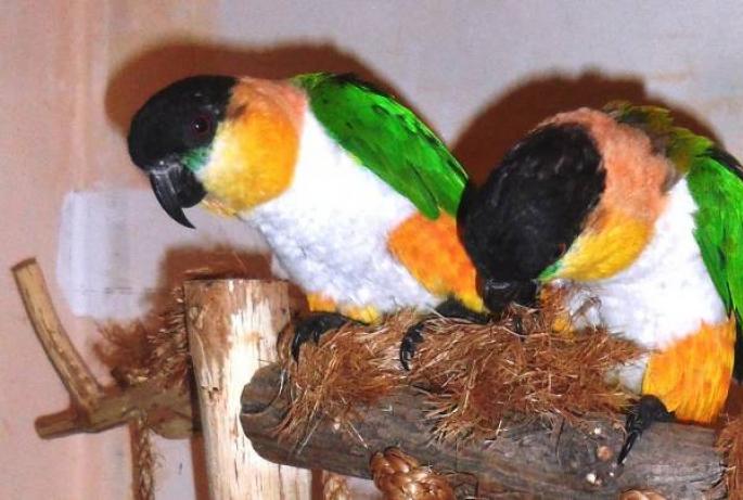 Самые большие и красивые попугаи в мире