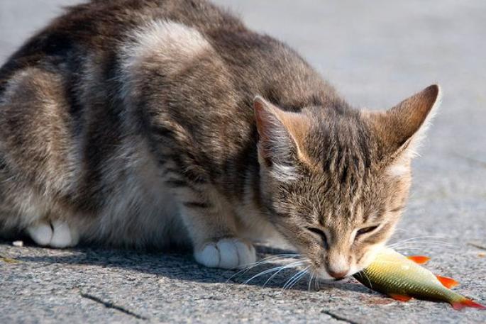 Почему кошка ест своих котят А есть ли польза