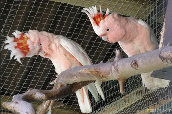 Розовый какаду и его одомашнивание Попугай какаду содержание в домашних условиях