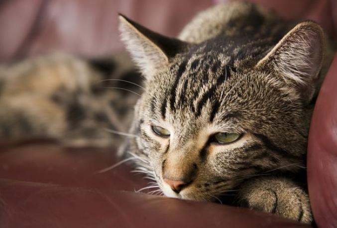 Старый кот: уход, кормление и лечение Может ли человек заразить кошку гипертиреозом