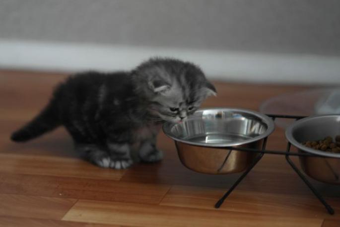 Кот много ест, что делать Что делать если кошка много
