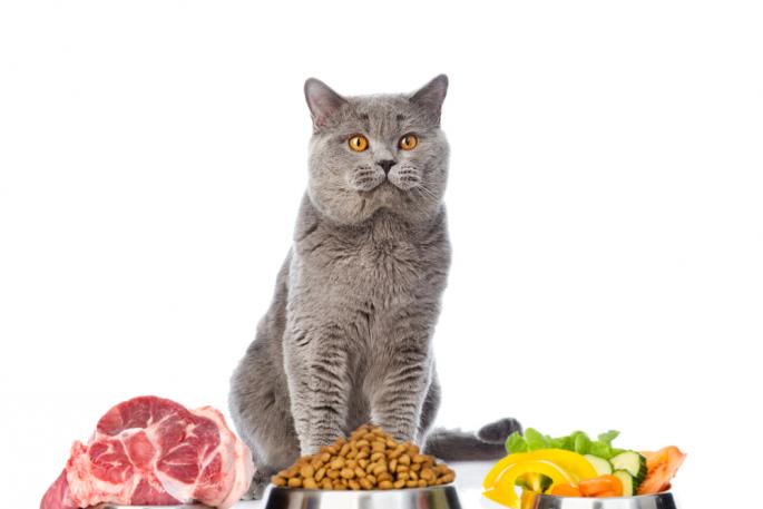 Особенности кормления котят и взрослых кошек британской породы сколько нужно кормить кота британца