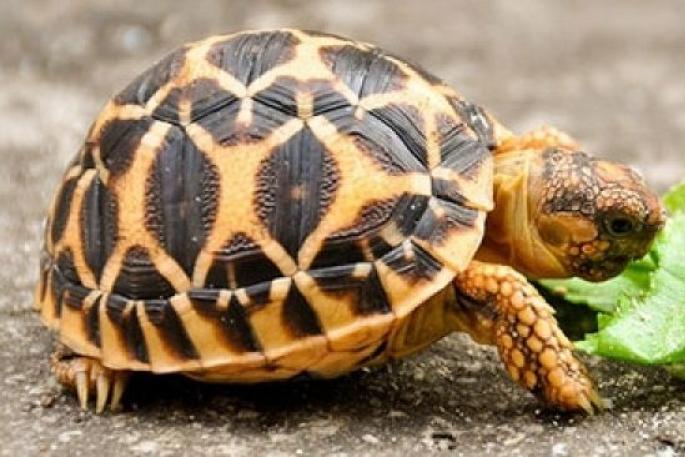 Уход за сухопутной черепахой в домашних условиях Как ухаживать за маленькой сухопутной черепашкой
