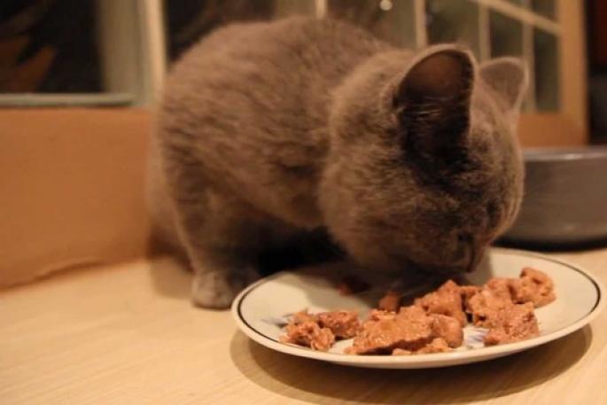 Особенности кормления котят и взрослых кошек британской породы Что кушает британский котенок