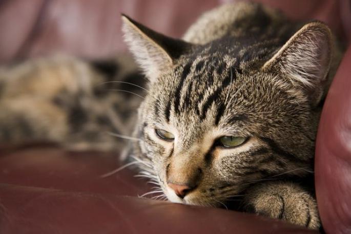 Старый кот: уход, кормление и лечение Может ли человек заразить кошку гипертиреозом