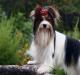 Йоркширский терьер (йорк) Собака йоркширский терьер описание породы характер
