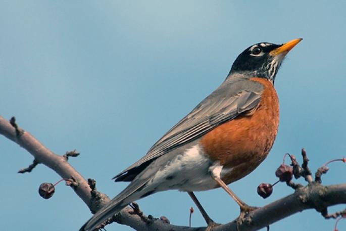 Птица дрозд: описание и разновидности, образ жизни Когда поют дрозды