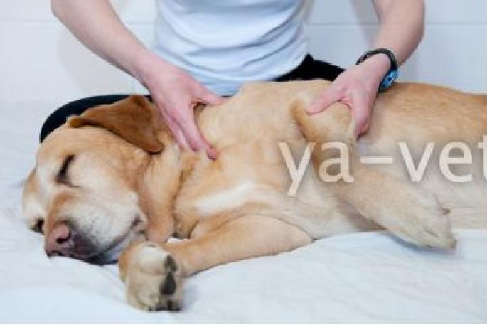 Симптомы болезней суставов и их лечение у собак