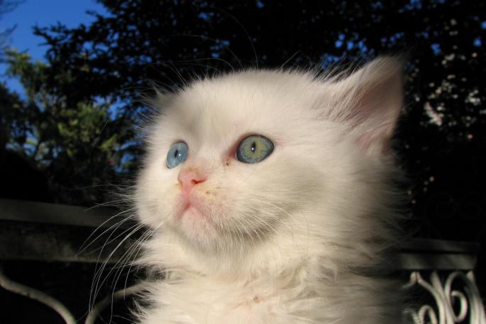 Вана кату - ванская кошка Севанская кошка