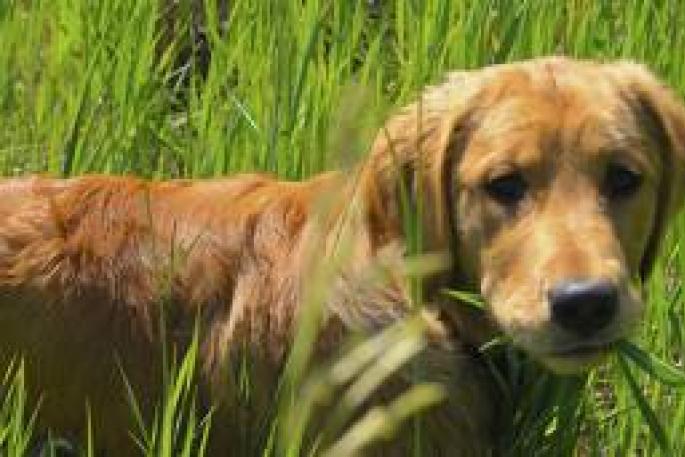 Логичные объяснения почему собаки едят траву Собака ест траву и рвет что делать