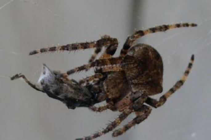 Образ жизни и среда обитания паука крестовика