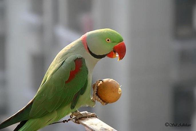 Описание, особенности, виды и уход за Александрийским попугаем
