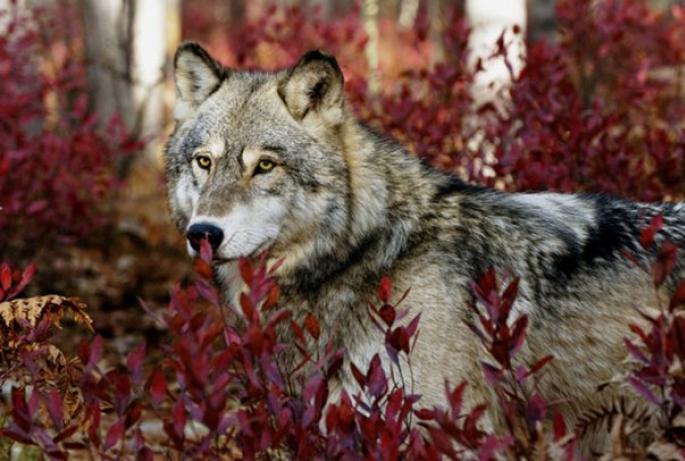Хищник в квартире: как это жить с енотом, львом или волком Можно ли содержать волка в домашних условиях