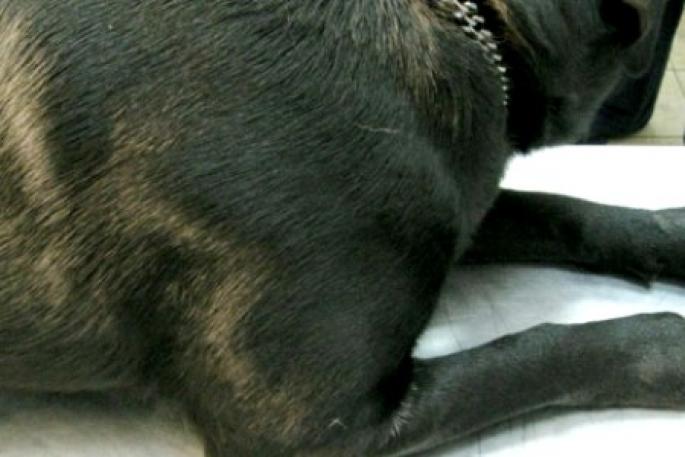 Болезни лап у кур и их лечение Заболевание пальца на лапах у собак