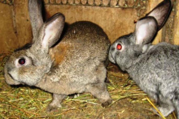 Роды у кроликов: сколько крольчиха вынашивает крольчат и признаки беременности