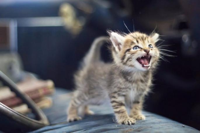 Звуки кошек Скачать звуки кошки мамы