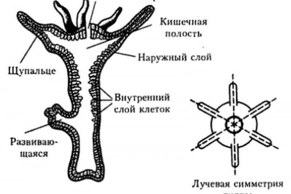 Кракен как войти