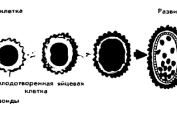 Кракен официальный сайт krakens13 at