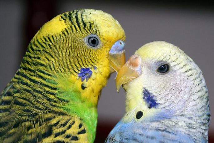 Как узнать, что самка попугая беременна Как понять что волнистый попугай любит