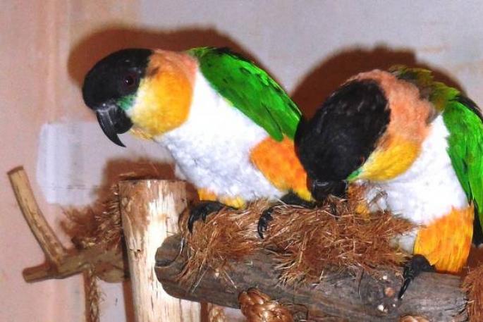 Самые большие и красивые попугаи в мире